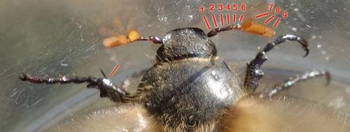 Réf. 229 559 : Amphimallon ruficorne